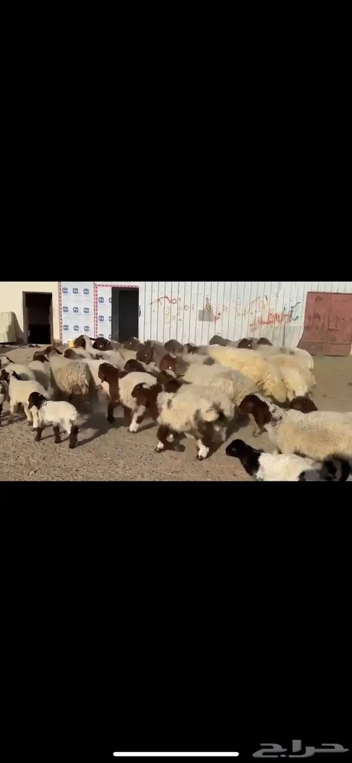 غنم نعيم مطافيل 0