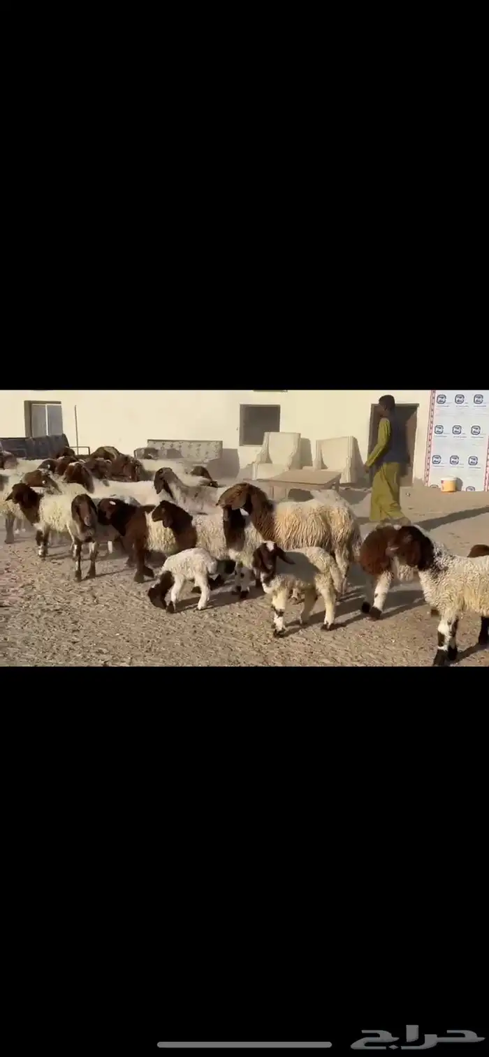 غنم نعيم مطافيل 2