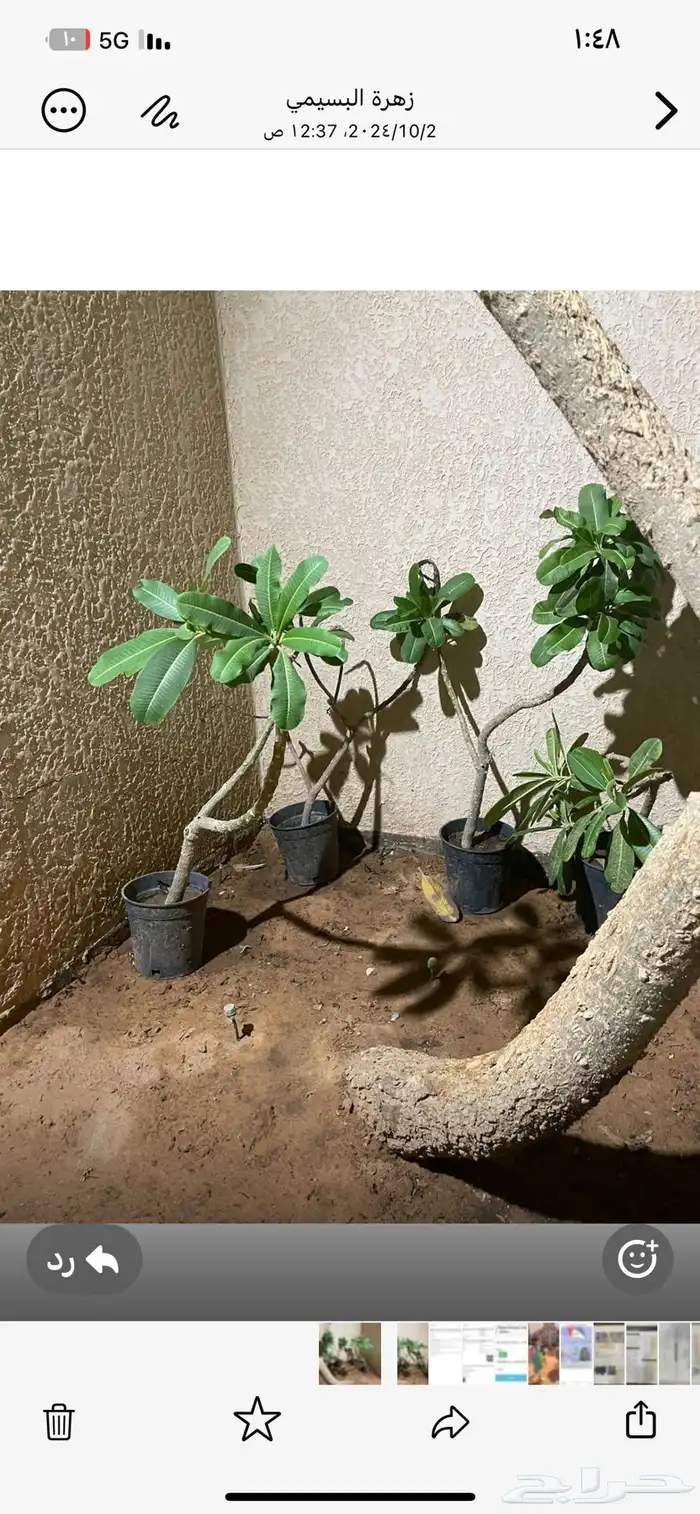 شتلات ياسمين هندي زهوره بيضاء وذات رائحة عطريه 0