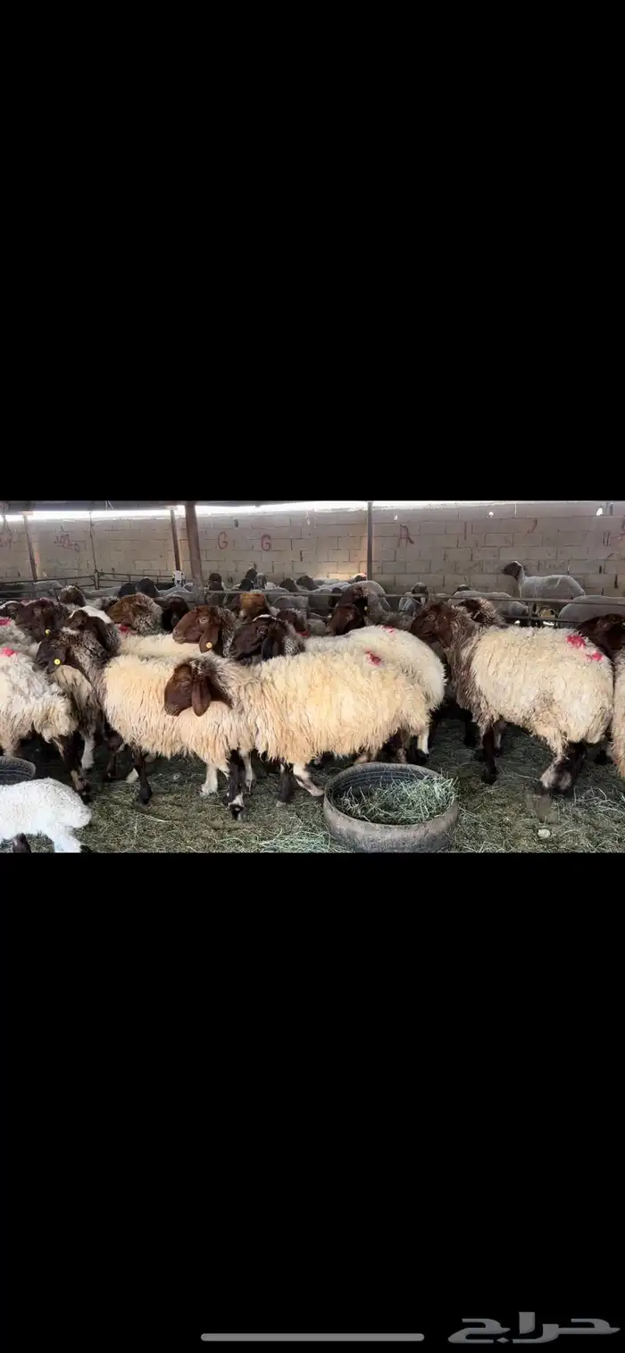 غنم نعيم دفيع 2