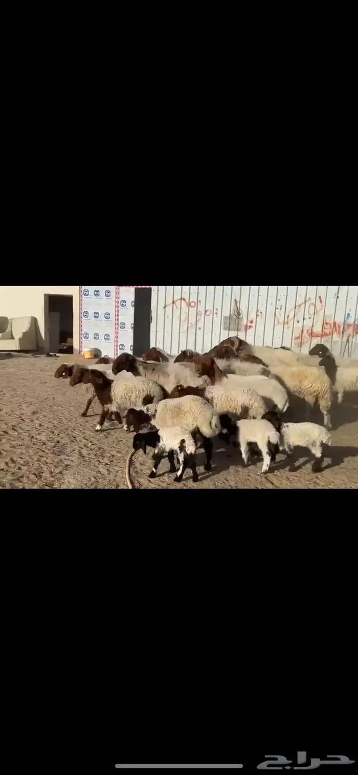 غنم نعيم مطافيل 5