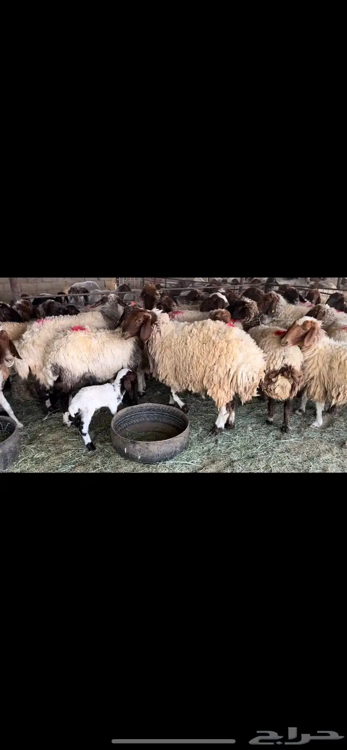 غنم نعيم دفيع 0