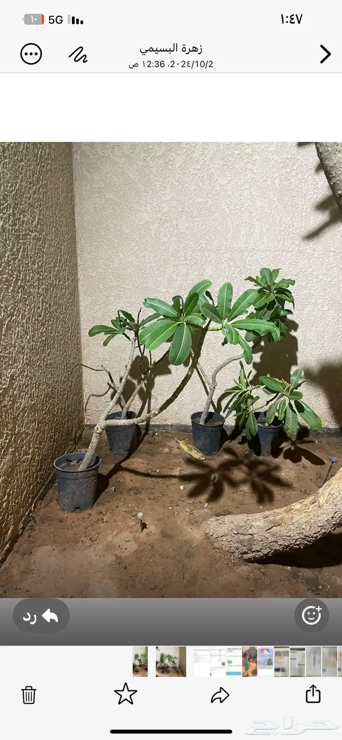 شتلات ياسمين هندي زهوره بيضاء وذات رائحة عطريه 1