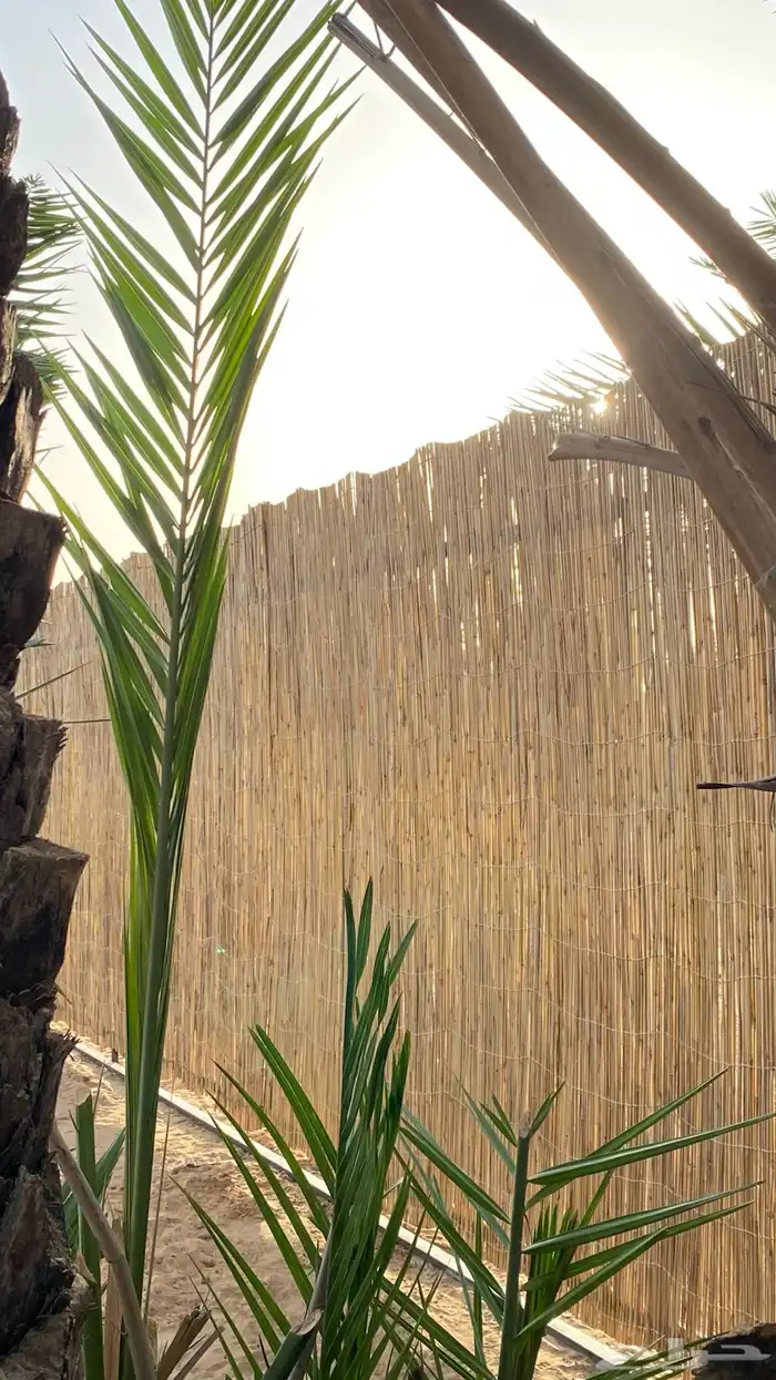 خيزران ديكور 1