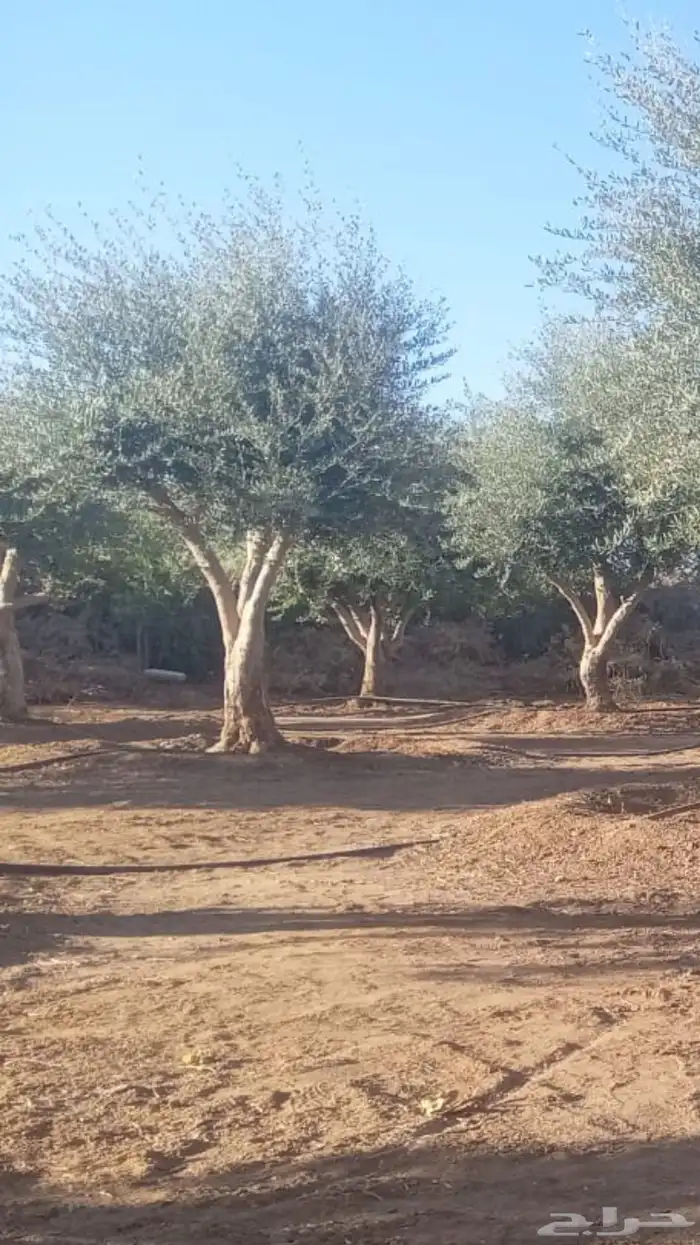 اشجار زيتون معمر نابلسي 9