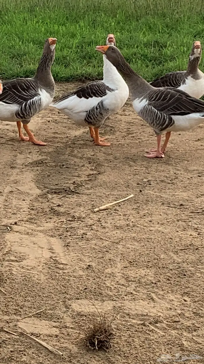 وز بلدي أليف 8