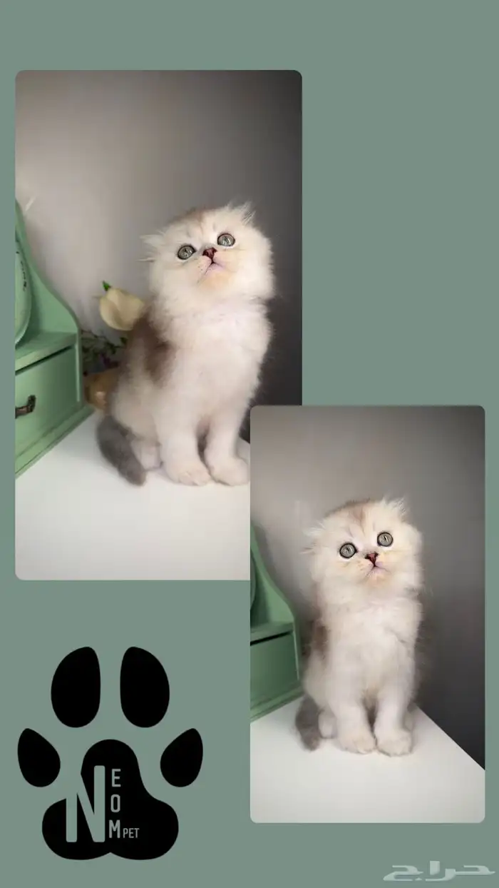 سكوتش فولد لونق هير قطط صغيرة للبيع جدة شيرازي هملايا كيتن 4