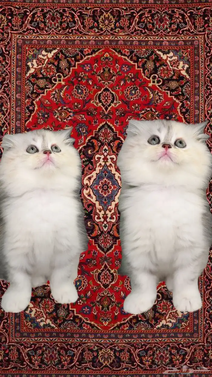 سكوتش فولد لونق هير قطط صغيرة للبيع جدة شيرازي هملايا كيتن 0