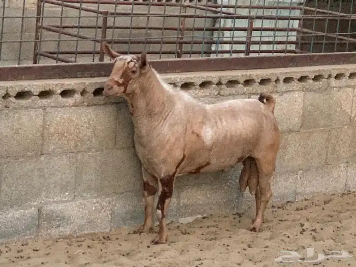 عنز عمانية اصل 2