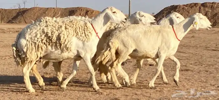 حريات صنف منوة ألقاني(تم البيع) 0