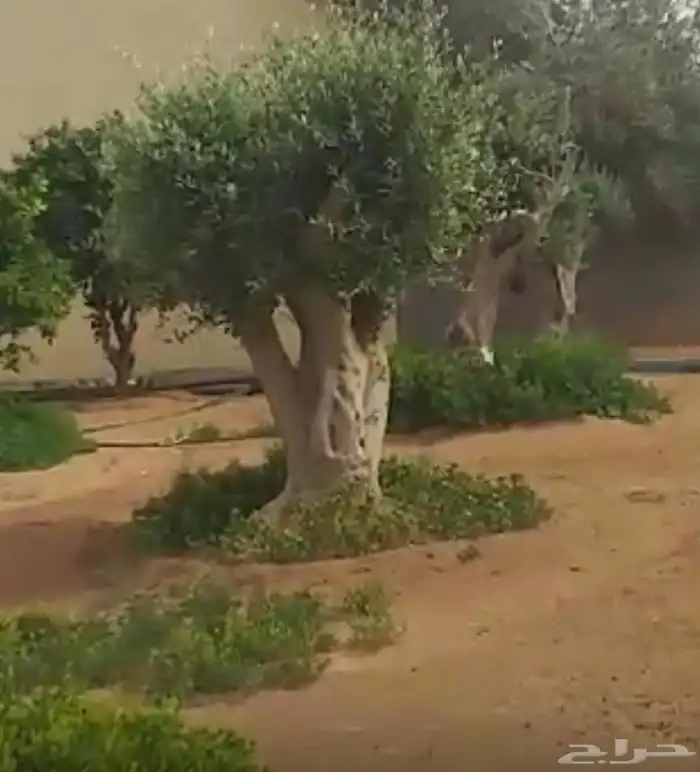 اشجار زيتون معمر نابلسي 6