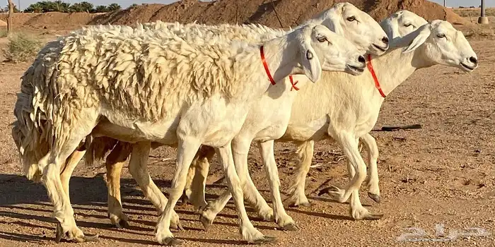 حريات صنف منوة ألقاني(تم البيع) 2