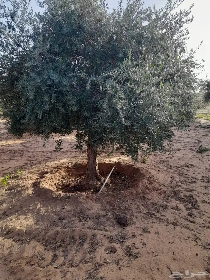 اشجار زيتون معمر نابلسي 61
