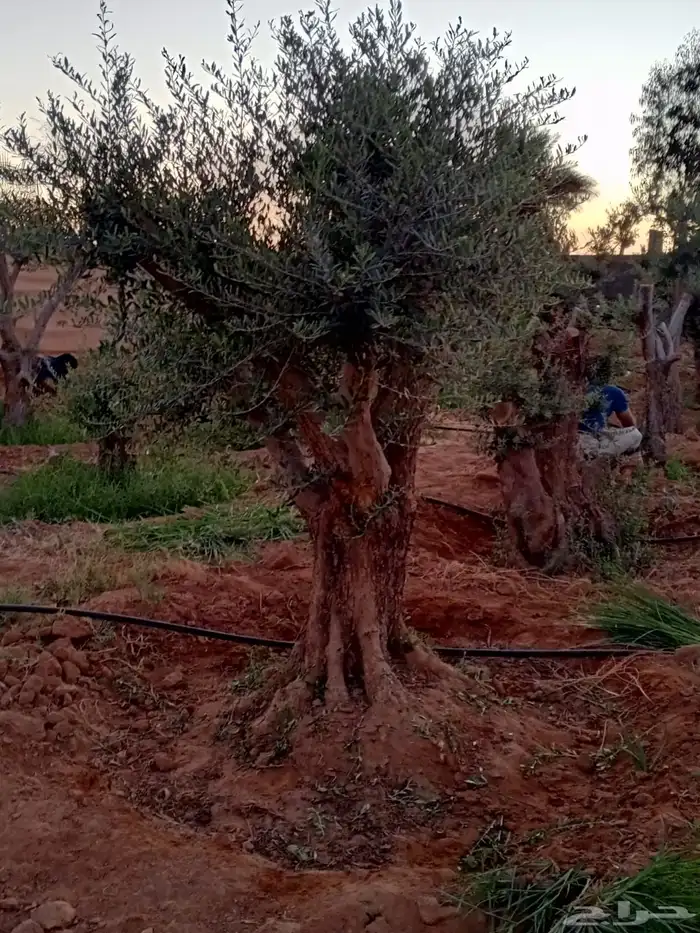 اشجار زيتون معمر نابلسي 35