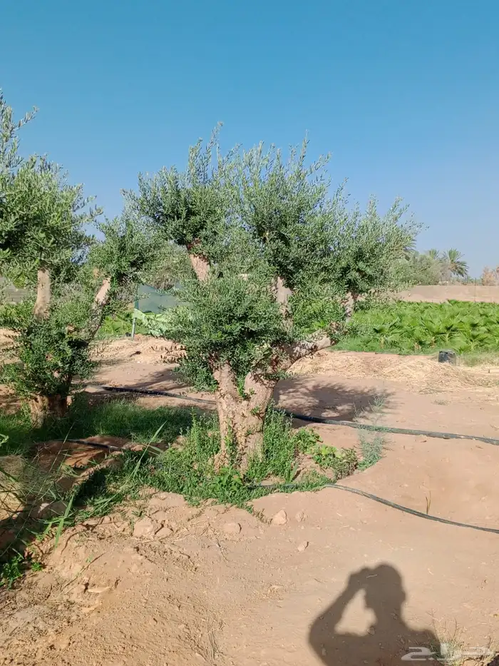 اشجار زيتون معمر نابلسي 26