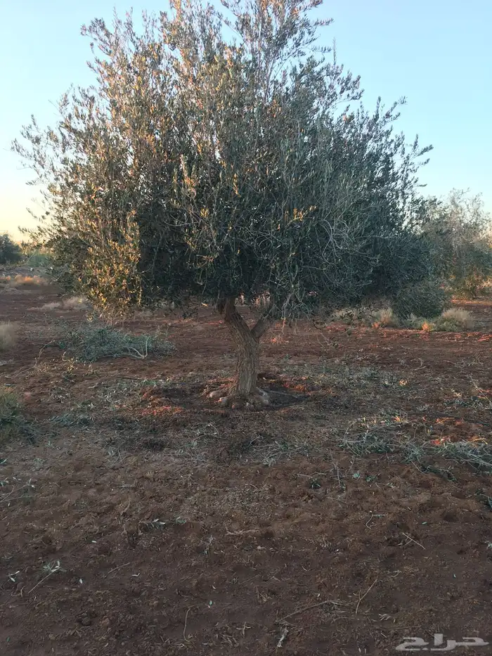 اشجار زيتون معمر نابلسي 55