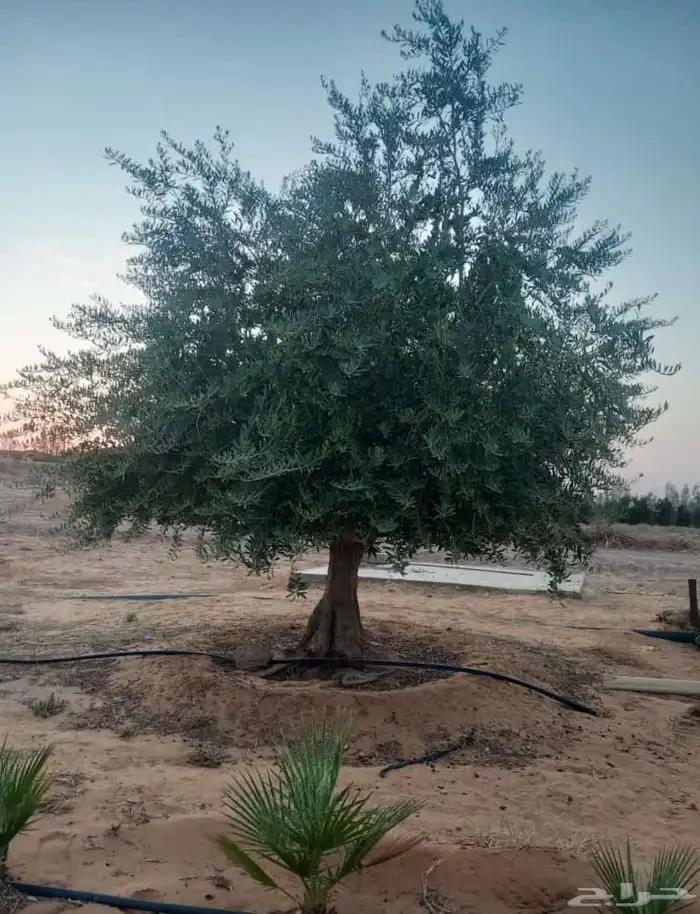 اشجار زيتون معمر نابلسي 49