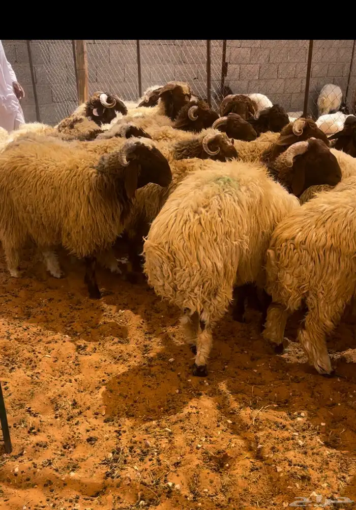 ذبايح نعيم جبره للمناسبات ( الرياض مخرج 36 ) 0