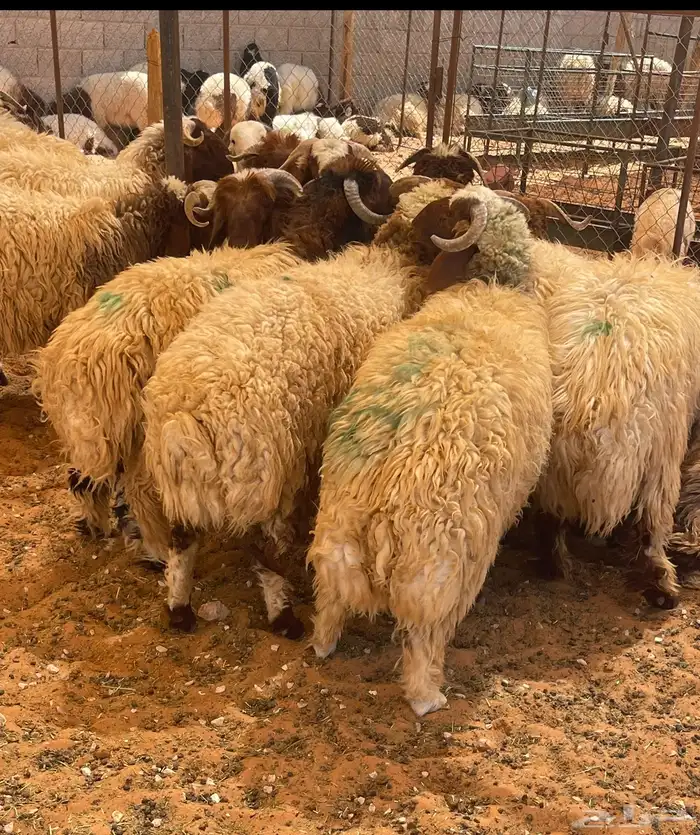 ذبايح نعيم جبره للمناسبات ( الرياض مخرج 36 ) 1