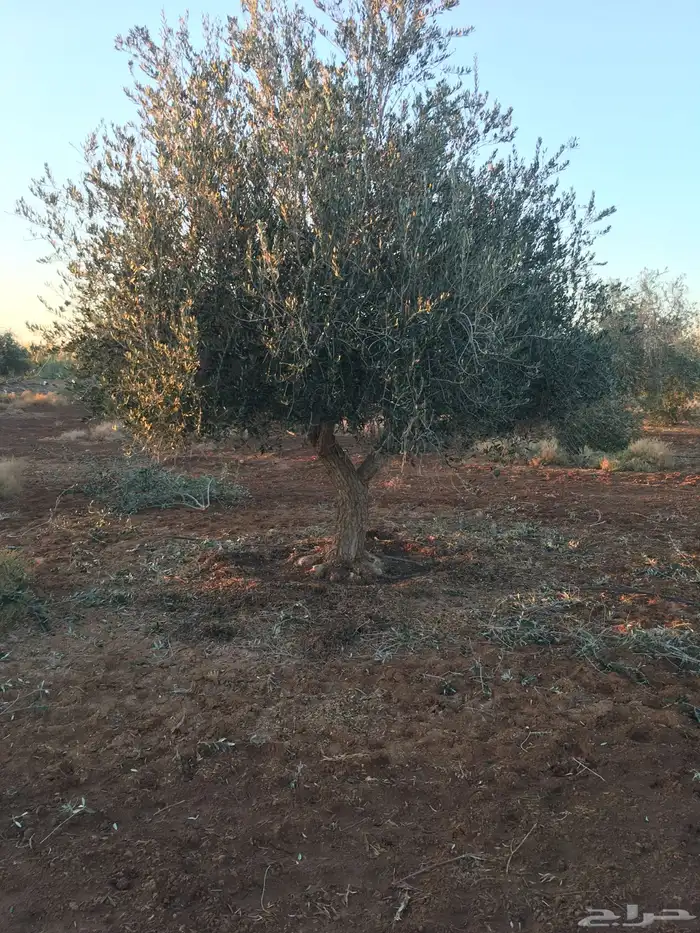 اشجار زيتون معمر نابلسي 67