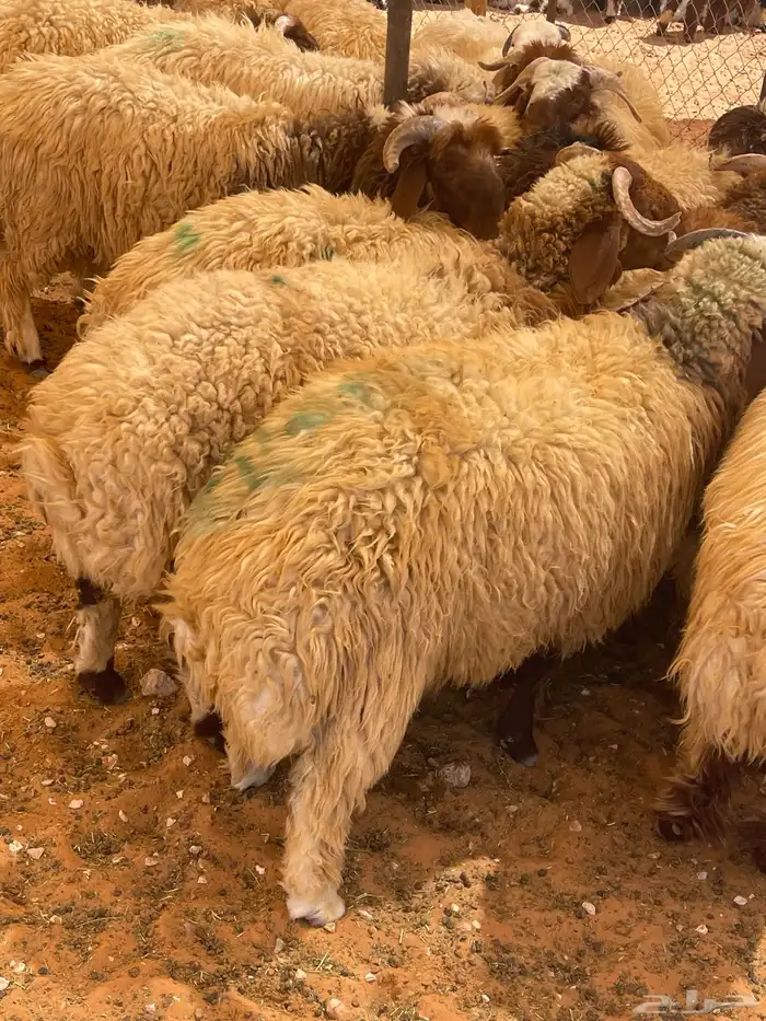 ذبايح نعيم جبره للمناسبات ( الرياض مخرج 36 ) 2