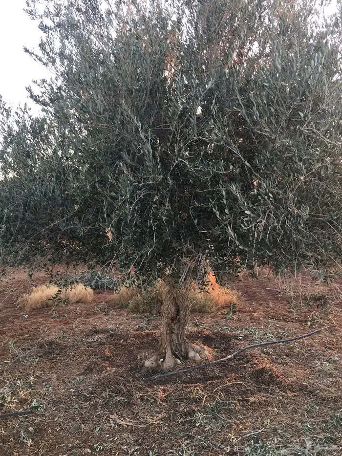 اشجار زيتون معمر نابلسي 68