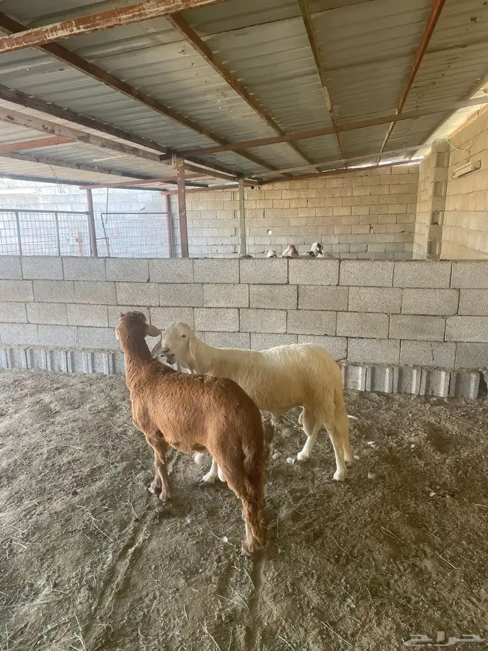 طليان حريه جبره يتوفر البيع الميسر عن طريق تابي وتمارا 9