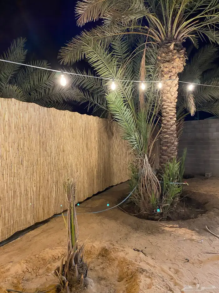 خيزران ديكور 0