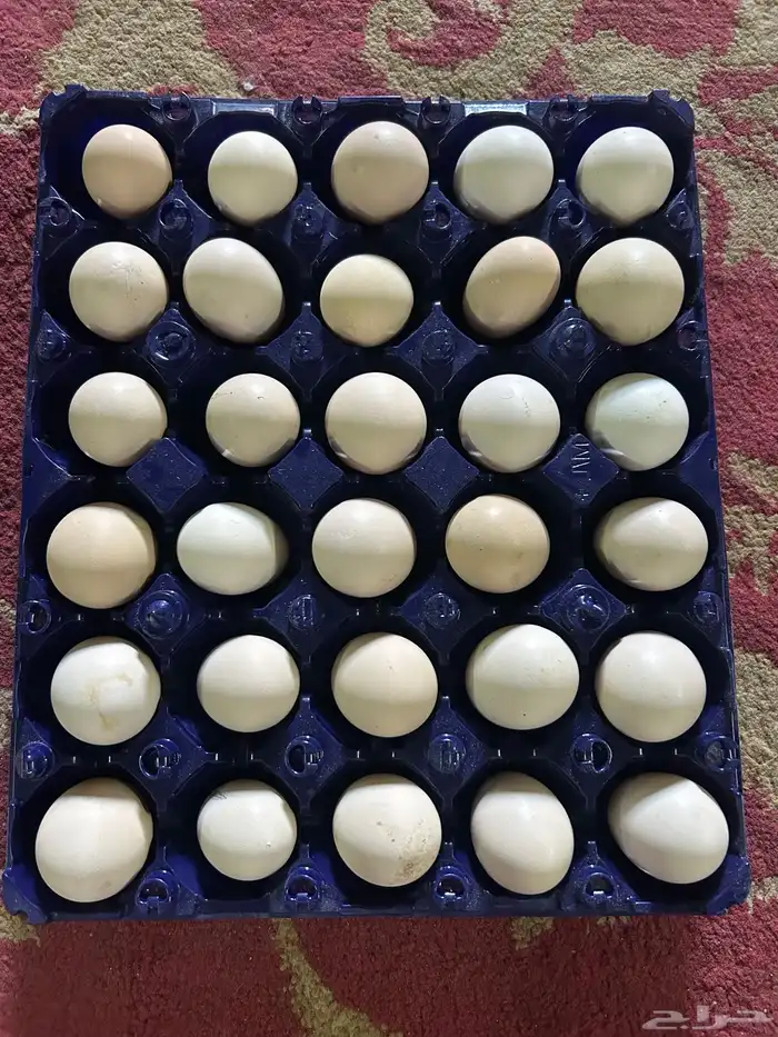 بيض بلدي 0