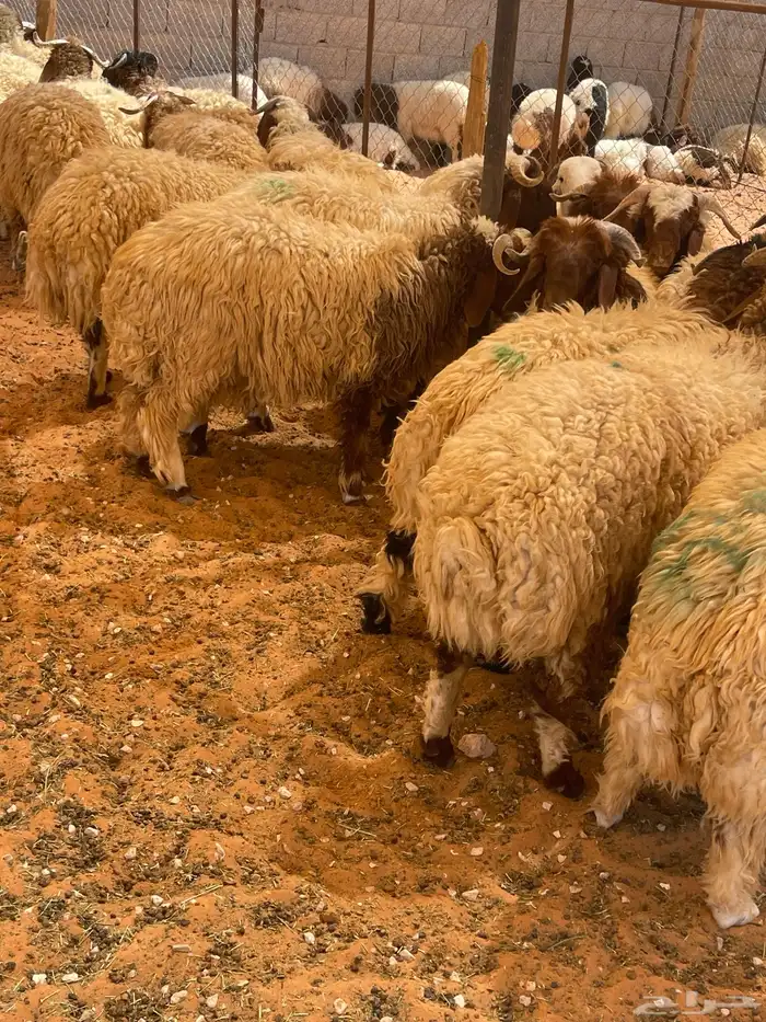 ذبايح نعيم جبره للمناسبات ( الرياض مخرج 36 ) 3