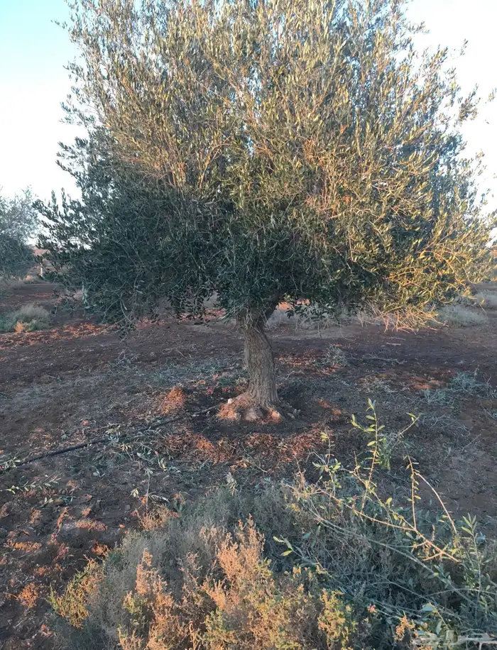اشجار زيتون معمر نابلسي 64