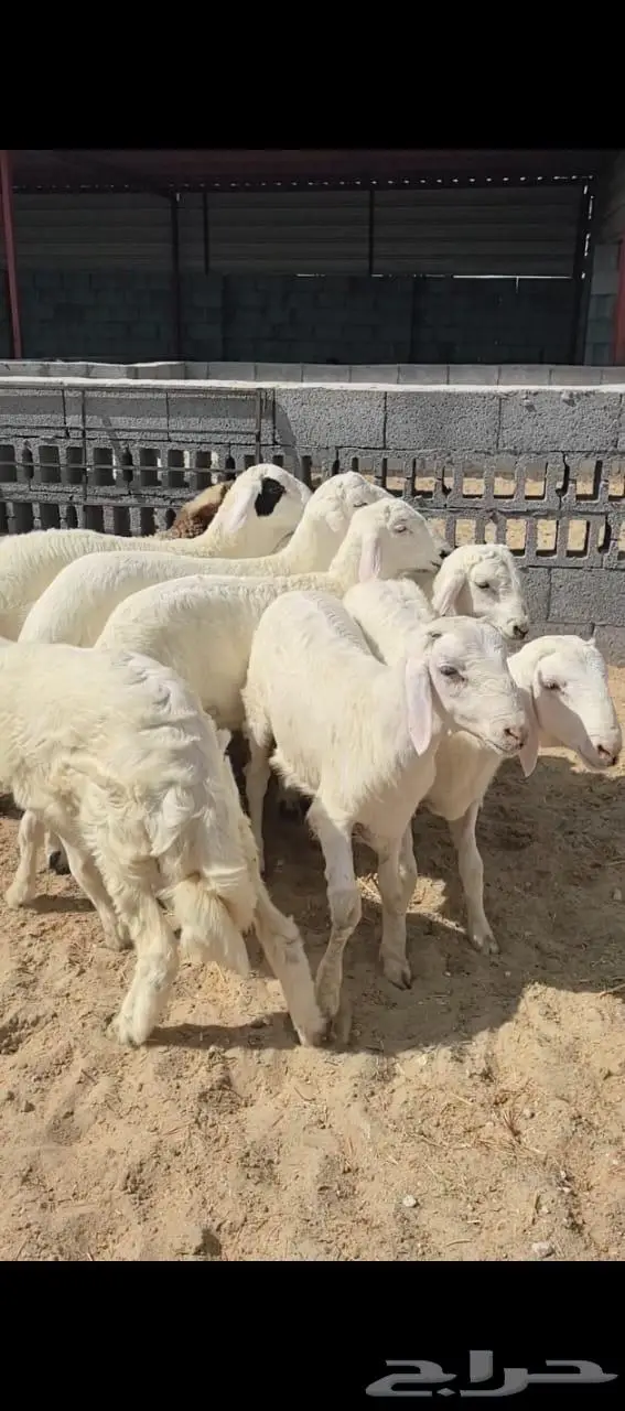 متوفر تابي خرفان حري وتيوس عوارض فل الفل على شعير وبرسيم 2
