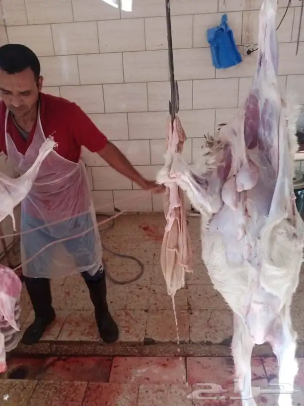 ذبايح ويوجد ذبح وتوصيل 0