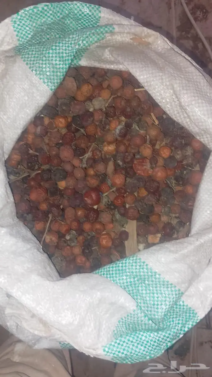 بذورسدراوعبري 0