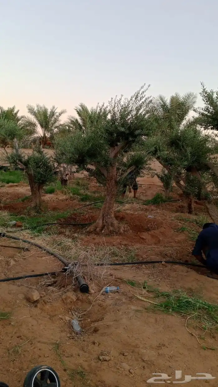 اشجار زيتون معمر نابلسي 10