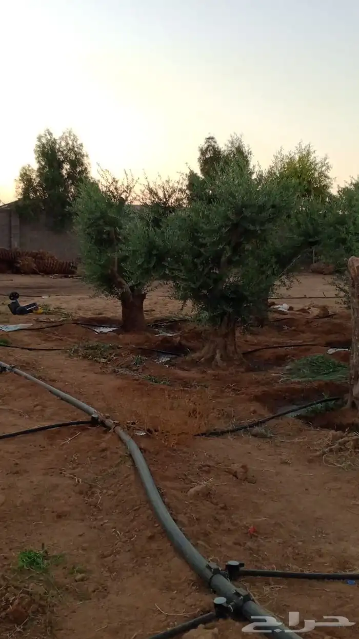 اشجار زيتون معمر نابلسي 12