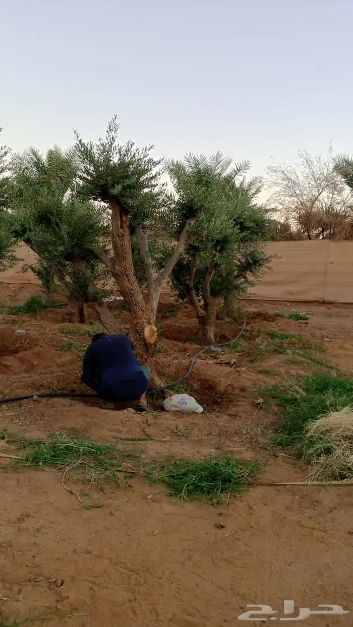 اشجار زيتون معمر نابلسي 21