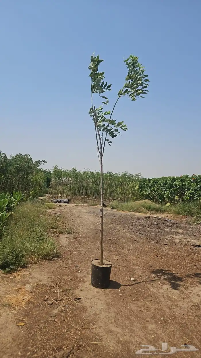 اشجار متنوعة وشجيرات للبيع 2