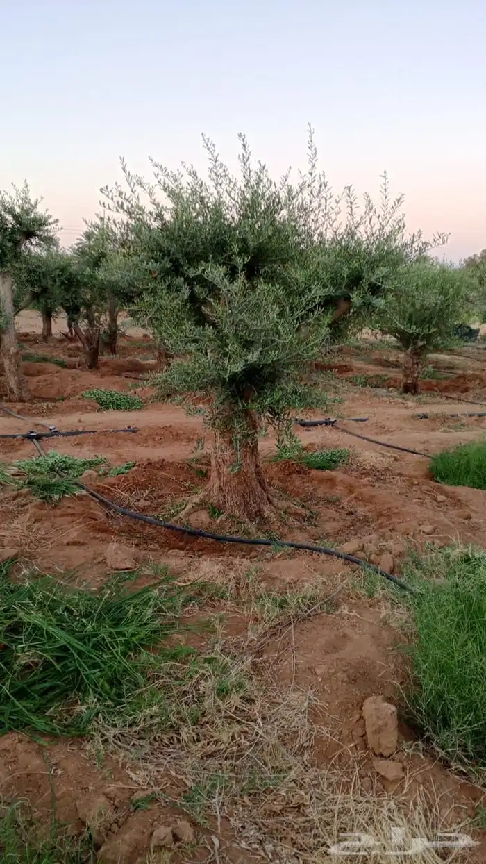 اشجار زيتون معمر نابلسي 20
