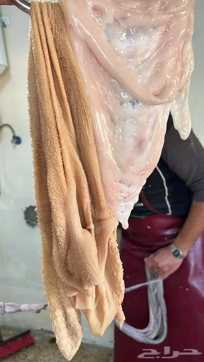 ذبايح ويوجد ذبح وتوصيل 4