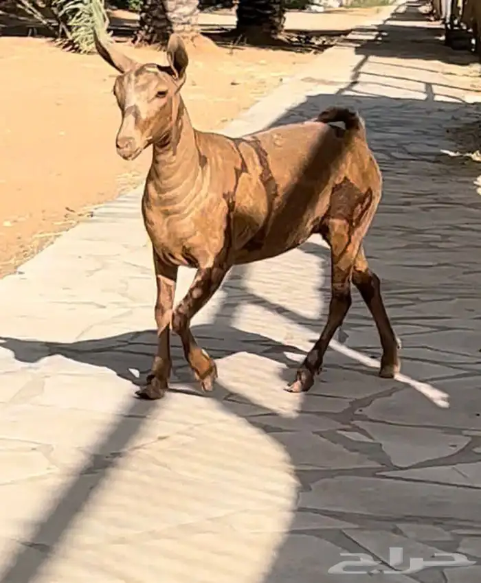 عنز عمانية اصل 0