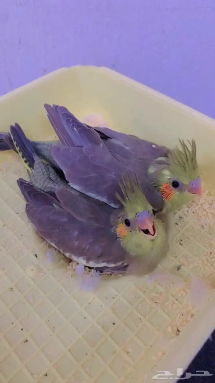 ( تم البيع ) فروخ كروان القريات 2