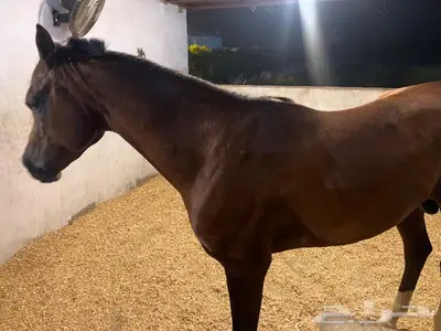 ايواء للخيل ابوعريش خلف مستشفى الملك فهد 1