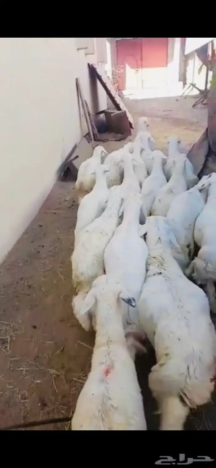 ذبايح ويوجد ذبح وتوصيل 2