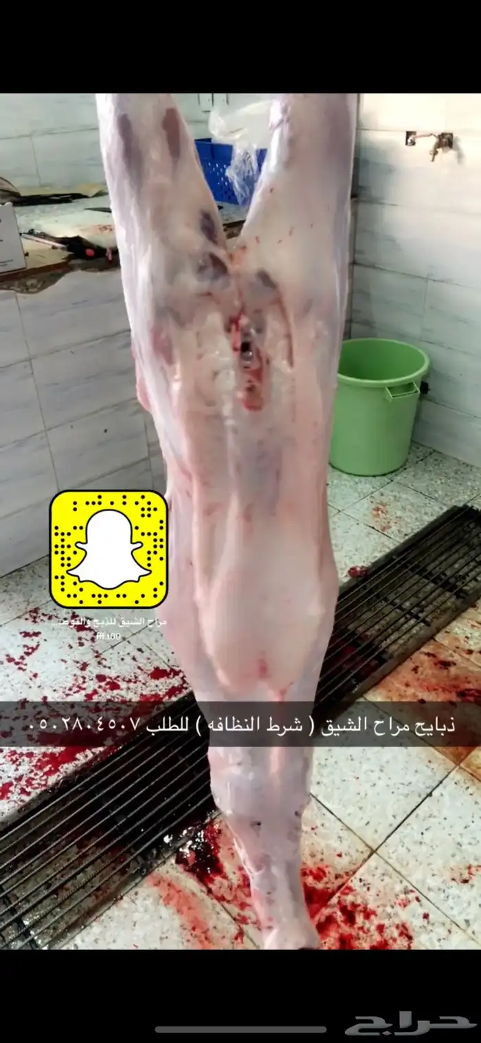 ذبح وتوصيل تيوس وخرفان جميع الأحجام متوفره 5