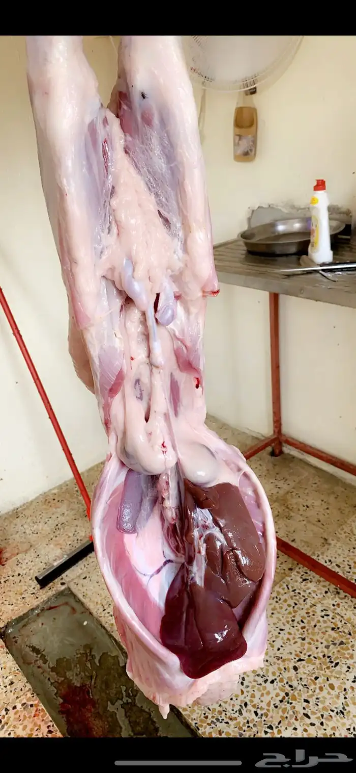 ذبايح ويوجد ذبح وتوصيل 3