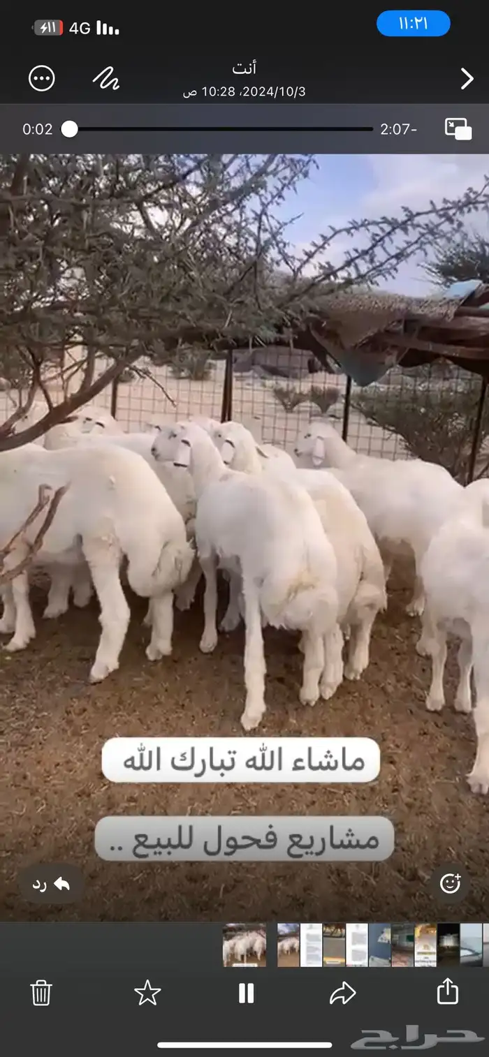 طليان مشاريع فحول من حلال كفو 1