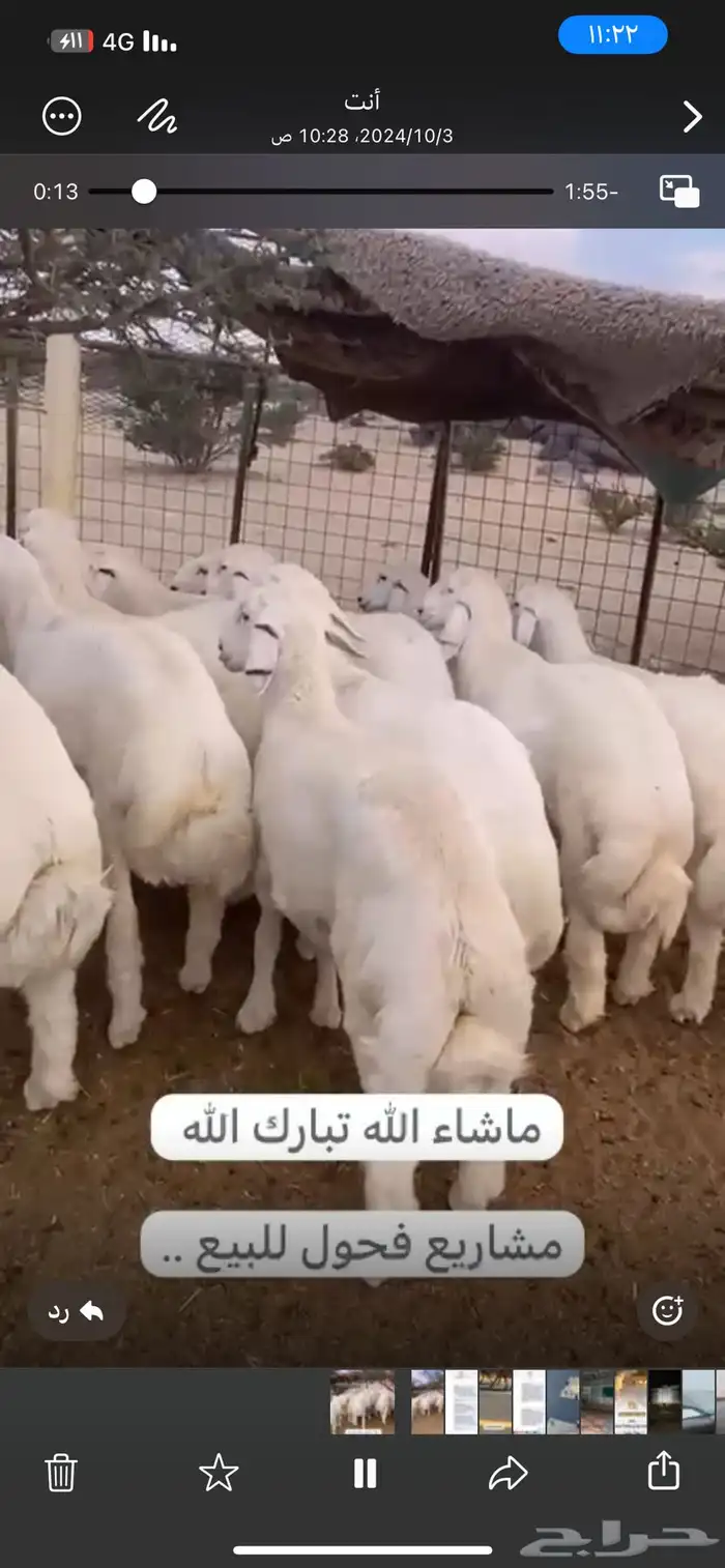 طليان مشاريع فحول من حلال كفو 0