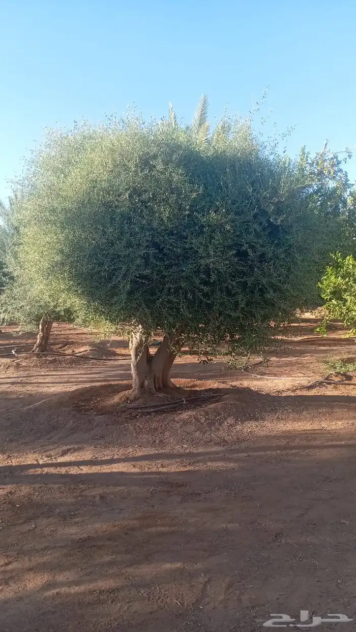 اشجار زيتون معمر نابلسي 5