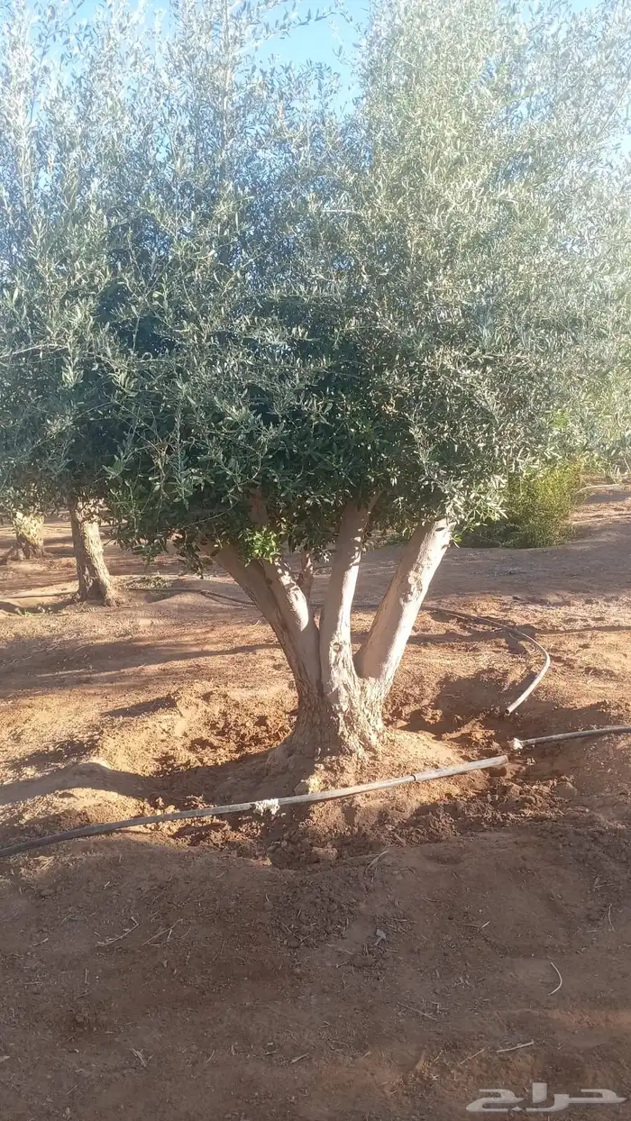 اشجار زيتون معمر نابلسي 2